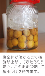 ここまで梅酢があがってきたら、もう安心です。