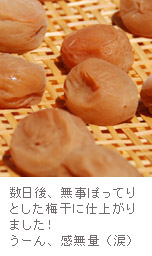 無事ぽってり梅干の完成です